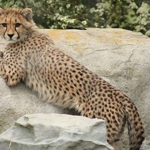 Cheetah - 26th April 2024