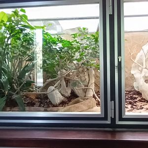 Gaboon Viper Habitat