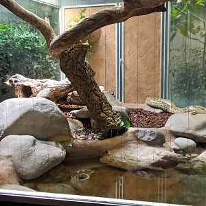 Burmese Python Habitat
