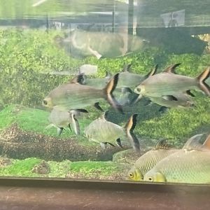 Bala Sharks, Tinfoil Barbs and Asian Arowana