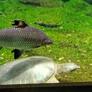 Bala Shark and Fly river Turtle