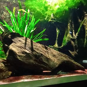 Electric Fishes Tank