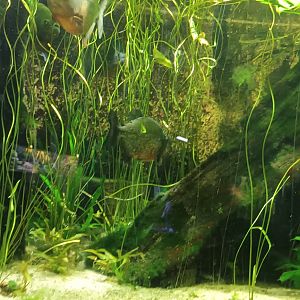 Red bellied Piranah Tank