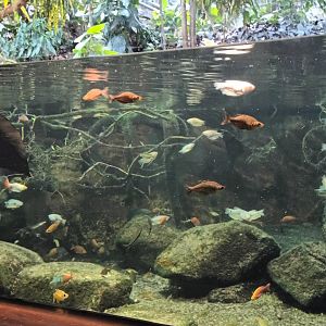 Australian Lungfish Tank