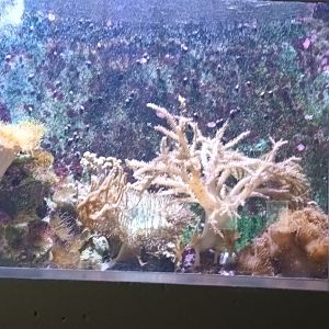 Zebra Lionfish Tank