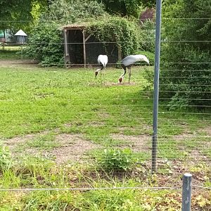White naped Crane Enclosure
