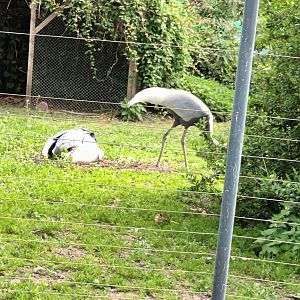 White naped Cranes