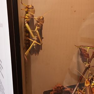 Giant Grasshoppers