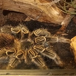 Brazilian salmon pink Birdeater