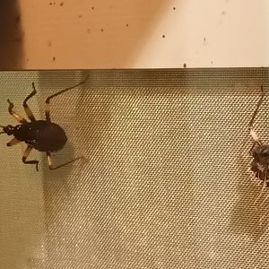 Two spotted Assasin Bugs
