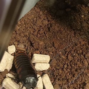Madagascar hissing Cockroach