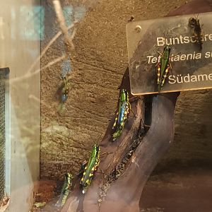 Tetrataenia surinama