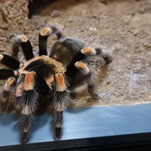 Mexican red kneed Tarantula