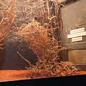 Black Widow Habitat