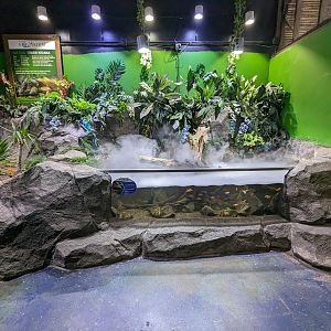 Cichlid tank - the first large tank at the aquarium