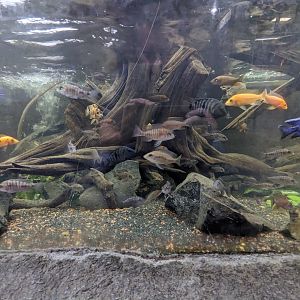 Cichlid tank - the first large tank at the aquarium