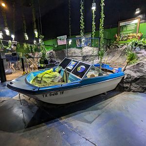 Green iguana in boat