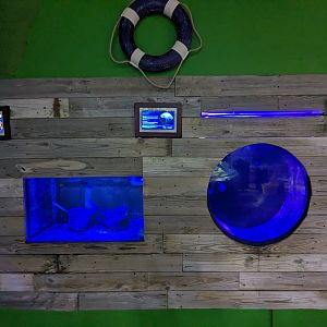 Moon jelly and sea anemone