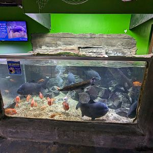 Various freshwater fish medium tank