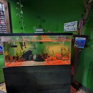 Axolotl tank