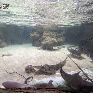 Ray and shark touch tank