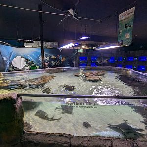 Ray and shark touch tank