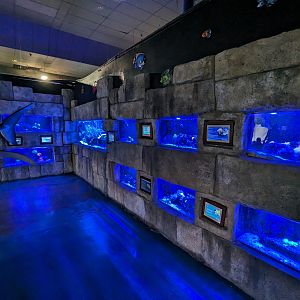 Various saltwater tanks