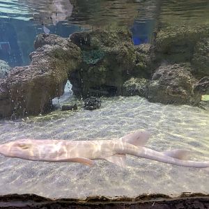Albino bamboo shark