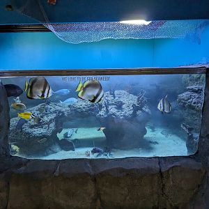Reef fish tank