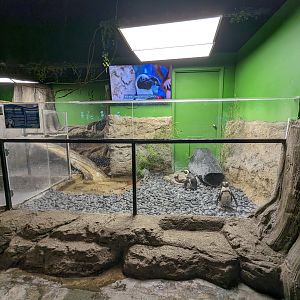 African penguin enclosure