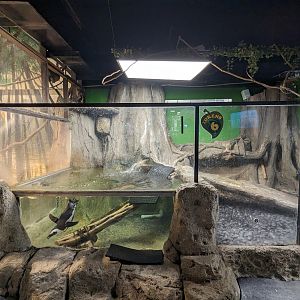 African penguin enclosure pool