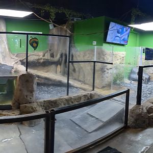 African penguin enclosure full view