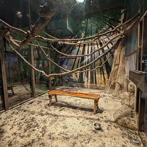 Red ruffed lemur enclosure