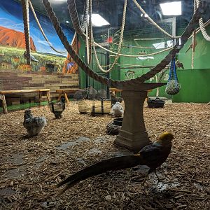 Bennett's wallaby, chicken, golden pheasant, red fronted amazon, and cockatiel.