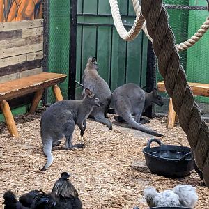 Bennett's wallaby, chicken
