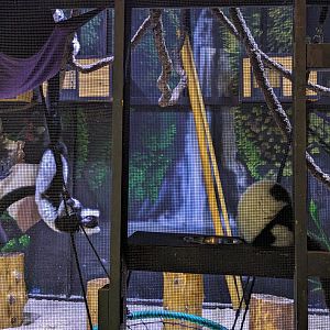 Black and white lemurs