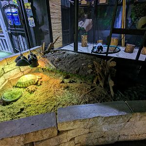 Sulcata tortoise enclosure