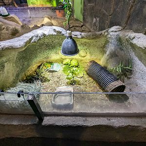 Tortoises (Hermans? Greek?) Unsigned.