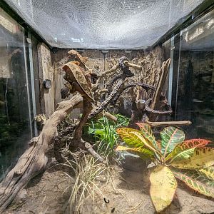 Crested gecko tank