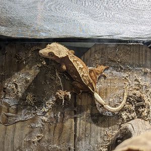 Crested gecko