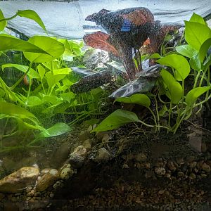 Mystery reptile or amphibian tank