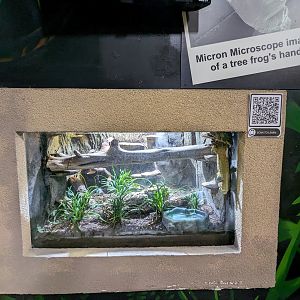 Mystery reptile or amphibian tank