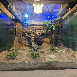 Mystery reptile or amphibian tank