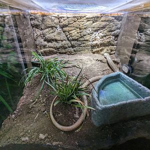 European legless lizard