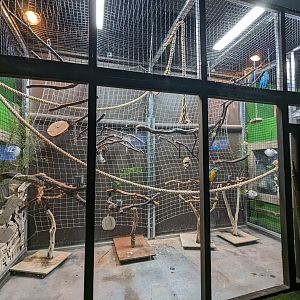 Blue and gold macaws