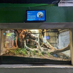 Solomon islands skinks