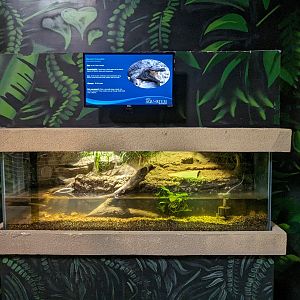 Morelet's Crocodile (juvenile)