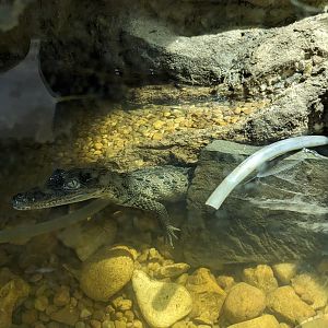 Morelet's Crocodile (juvenile)