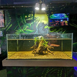 Archer fish tank