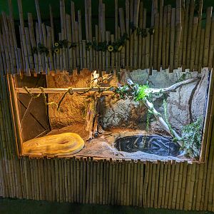 Burmese python (albino)